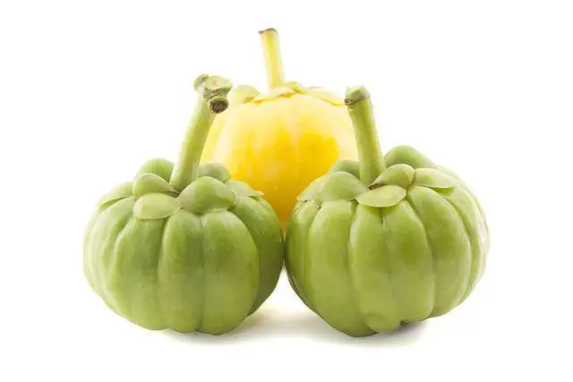 Garcinia Cambogia Extract Powder