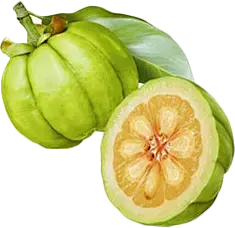 Garcinia Cambogia Extract Powder