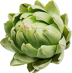 Artichoke Extract Powder