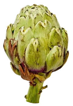 Artichoke powder