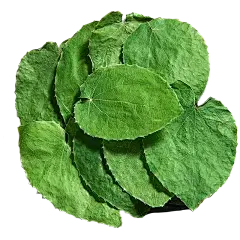 Epimedium Extract Powder