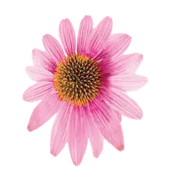 Echinacea Purpurea Extract Powder