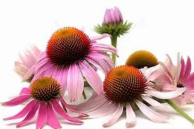 Echinacea Purpurea Extract Powder