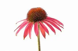 echinacea purpurea extract powder