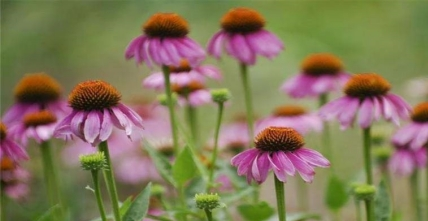 echinacea purpurea extract powder