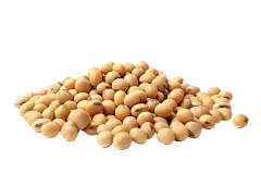 soybean extract