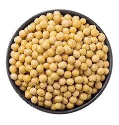 soybean extract