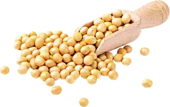 Soybean Extract