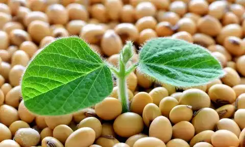 Are Soy Isoflavones Safe?