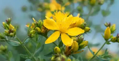 What Does St Johns Wort Extract Do?