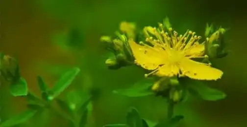 What Does St. John's Wort Do to the Brain?