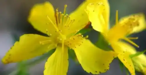 Does St. John's Wort Calm You Down?