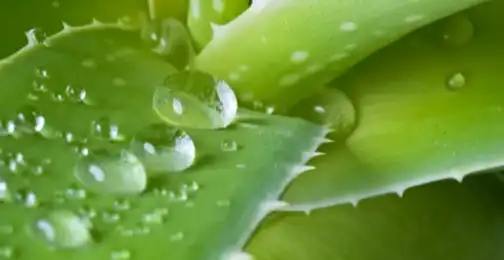 What Is Aloe Emodin?