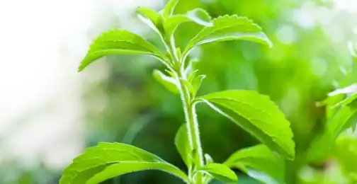 What's the difference between stevia and stevioside?