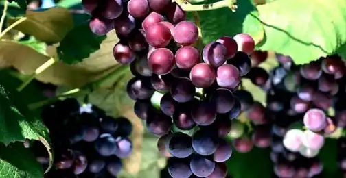 What is grape seed extract good for?