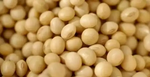 Is soy isoflavone good for skin?